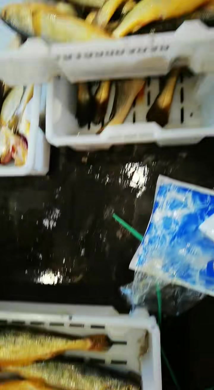 东海野生大黄鱼,白菜价格了