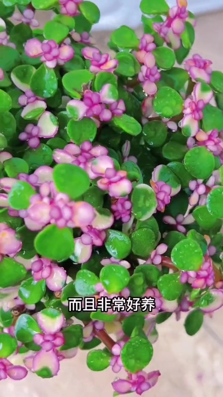 多肉植物金枝玉叶盆栽老桩办公室桌面绿植