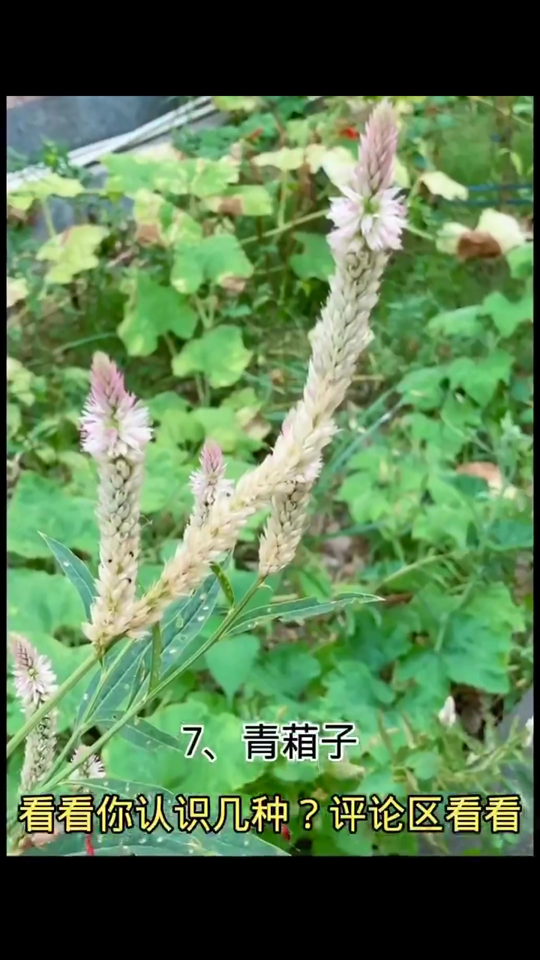 农村的十二大药草你知道几种