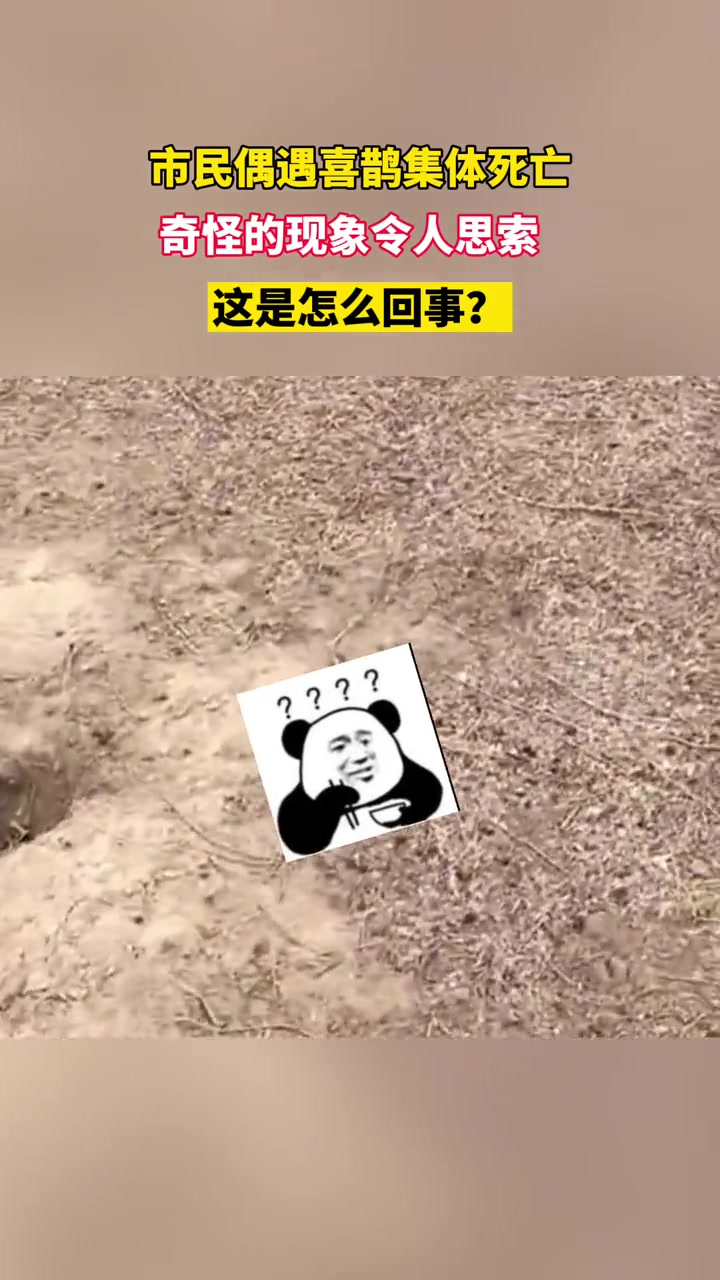 市民偶遇喜鹊集体死亡 奇怪的现象引人思索:这到底是怎么回事?