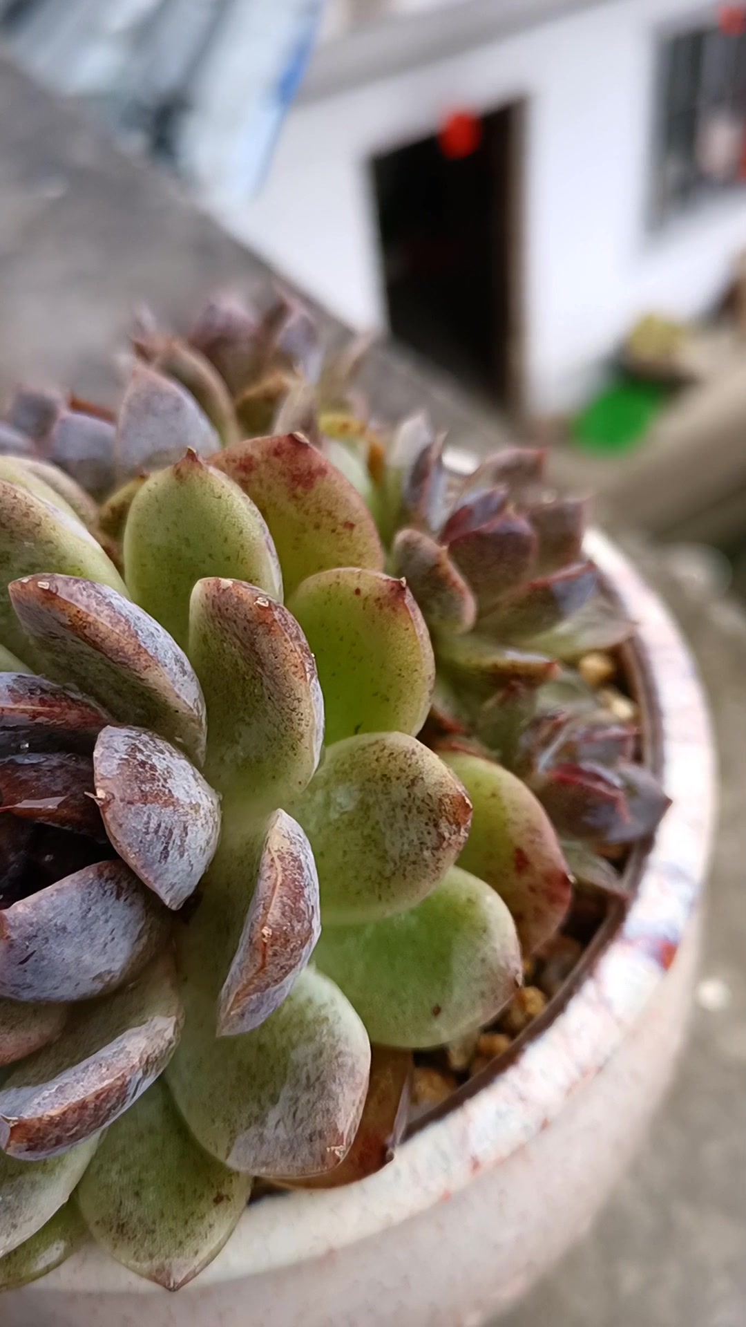 多肉植物 白紫晶