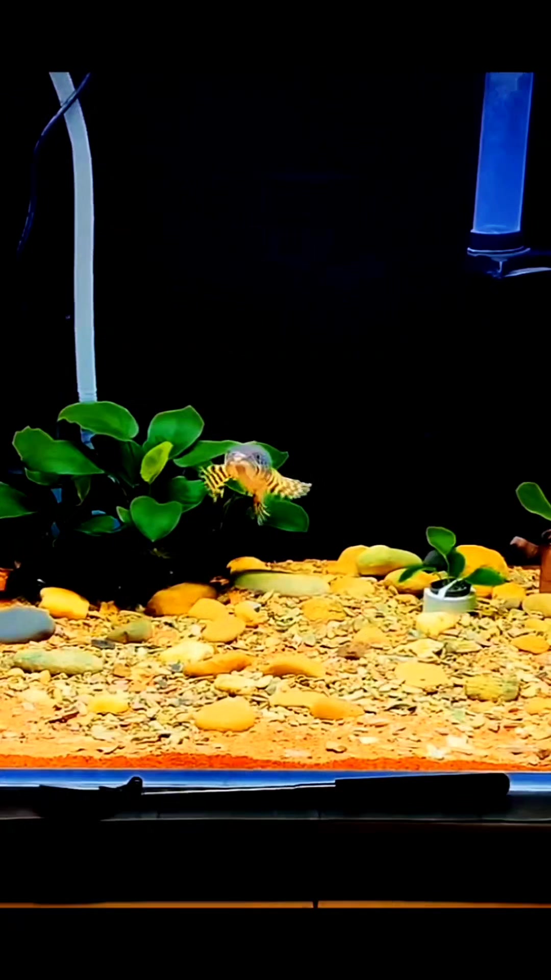 鱼缸怎样装修 搭配时候需要注意什么