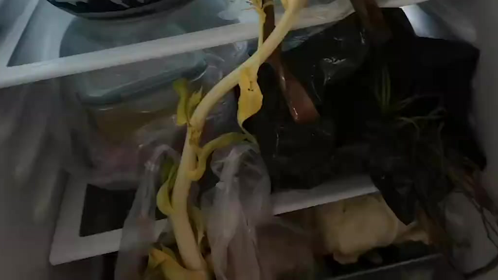 【#医生抗疫回家发现冰箱白菜开花了# :工作了10天,这是一株胜利之花】3月24日,浙江衢