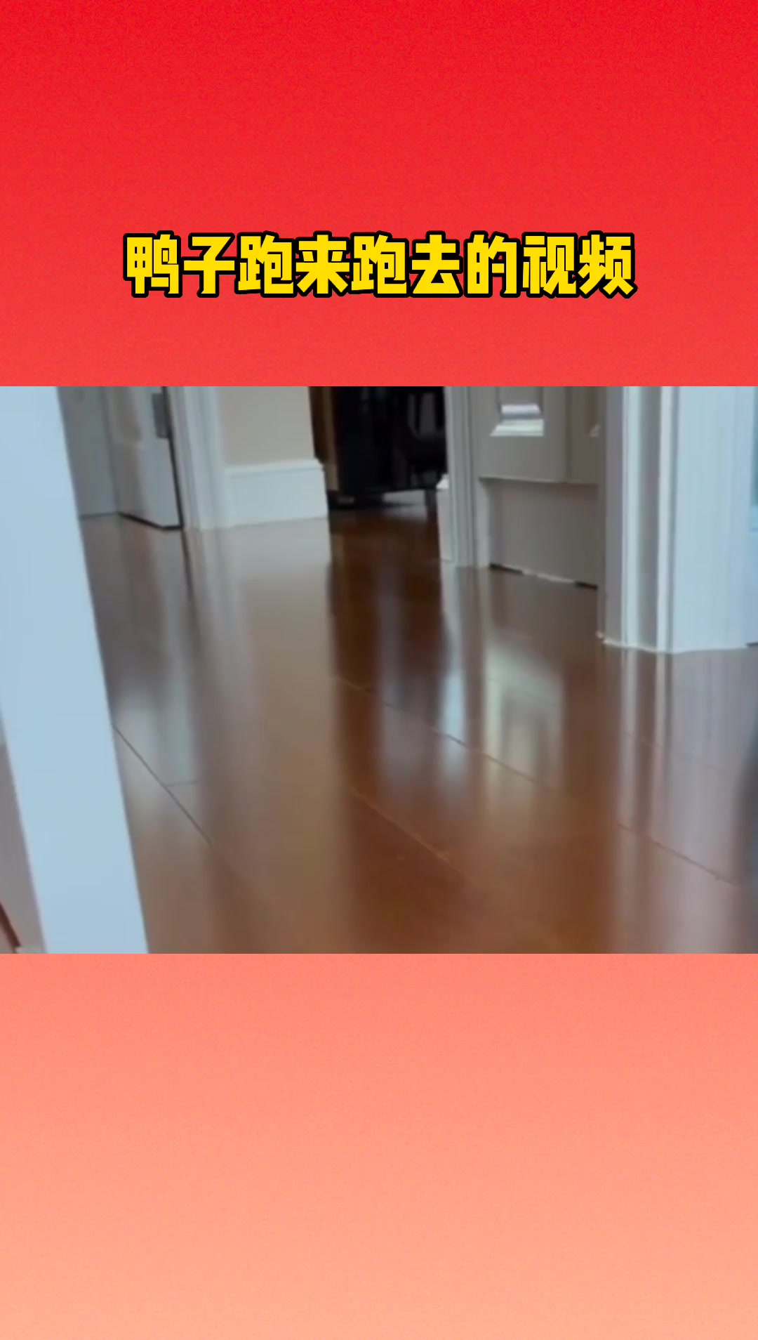 鸭子跑来跑去的视频