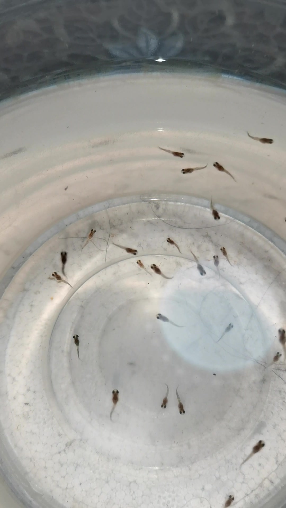 孔雀鱼大肚终于生了,给小鱼开口