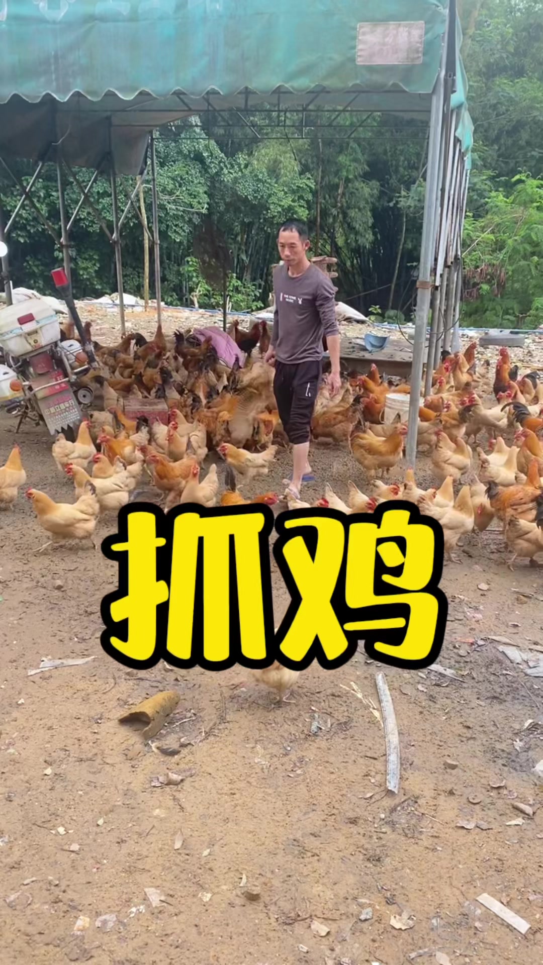 在广州增城中新,来抓真正的走地鸡