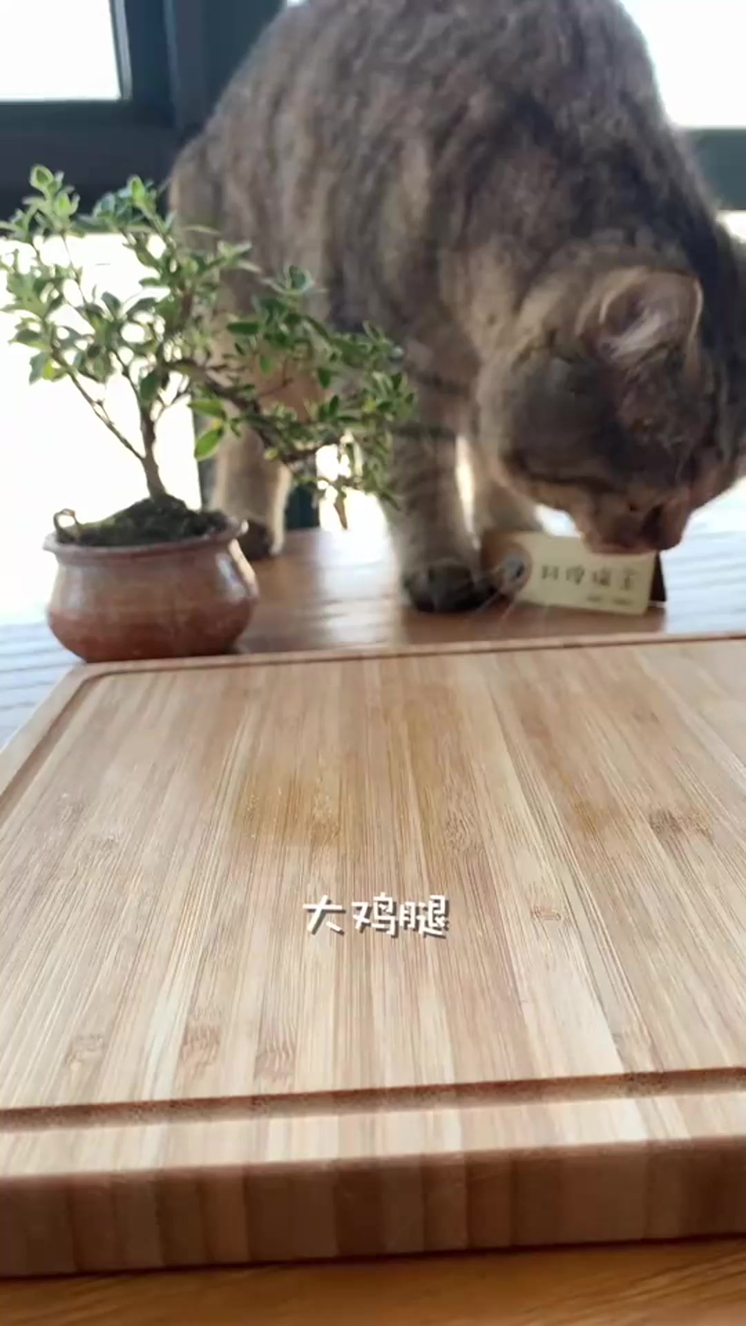 秀出你的拿手菜猫咪都会做的香煎鸡腿,你肯定能学会
