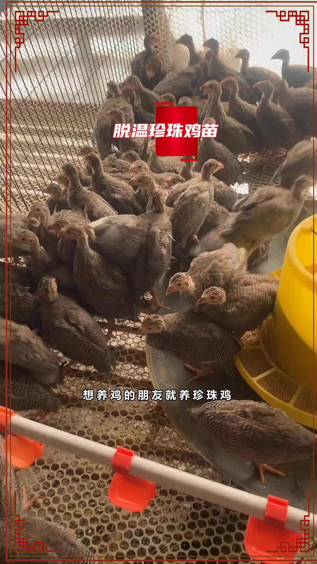 珍珠鸡羽毛