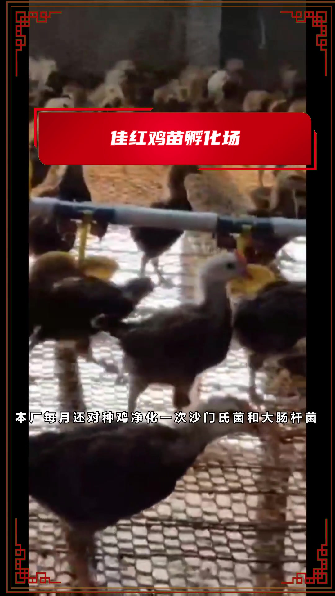 你知道什么鸡苗适应散养吗?