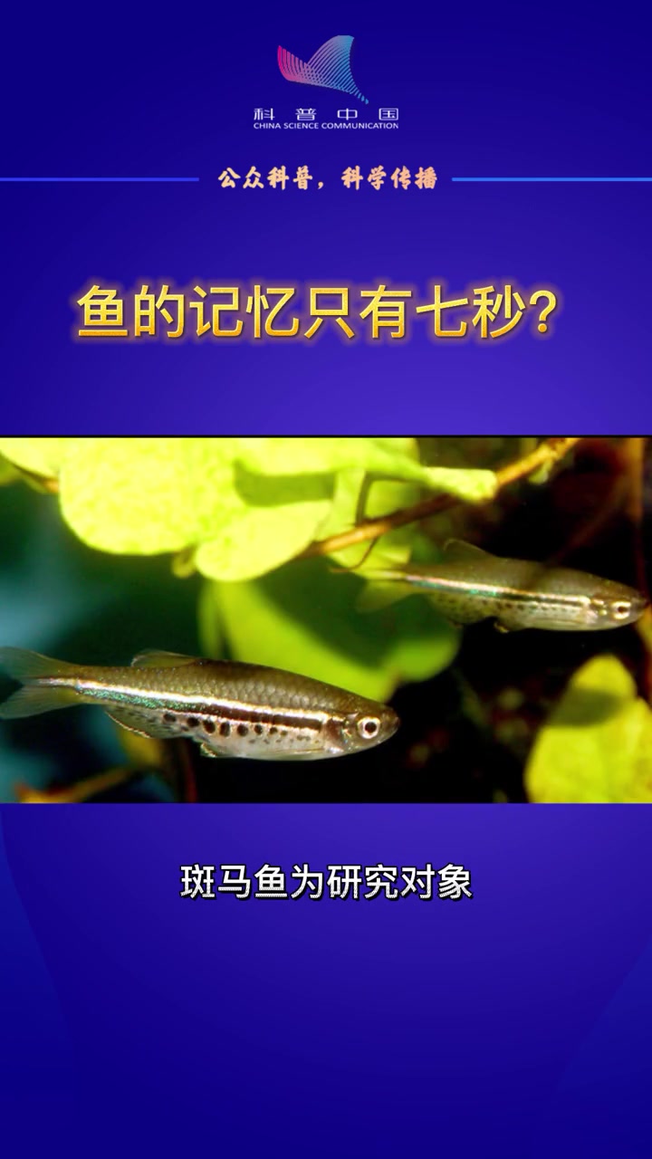 你们说有没有种可能,就是你的记忆力可能还不如鱼……