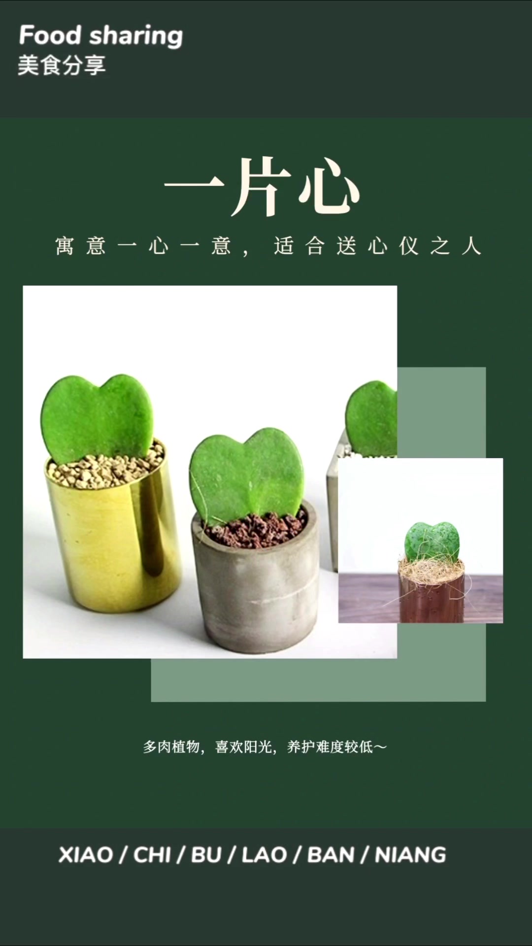 适合送人的14款植物,寓意好、颜值高!