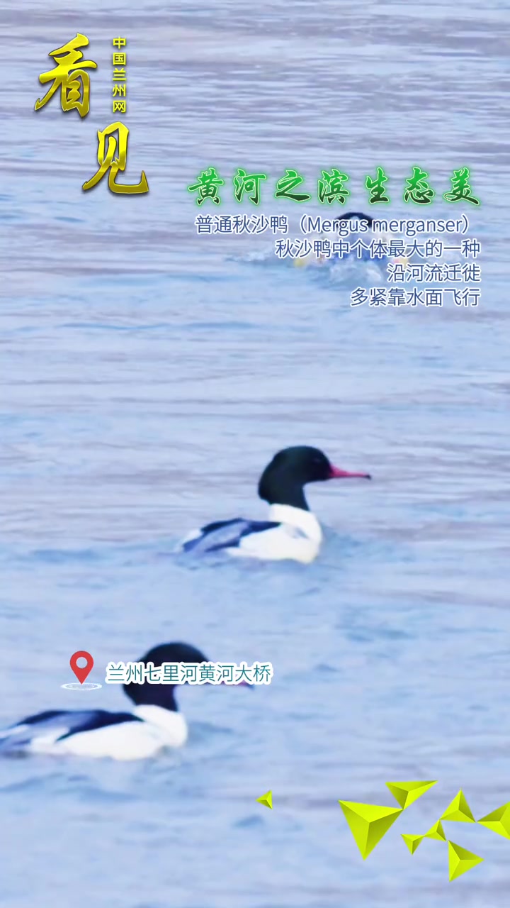 黄河之滨生态美|普通秋沙鸭 生态环境 看见甘肃 黄河之滨很美