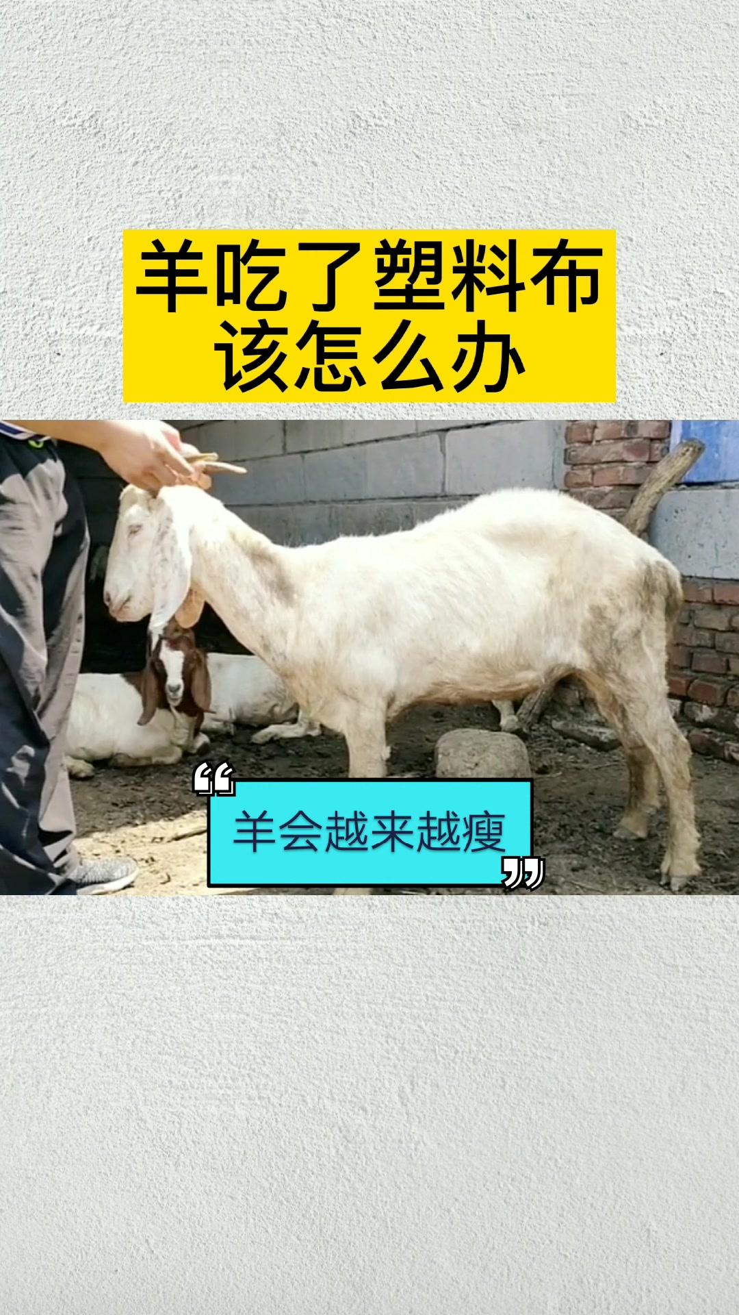 羊吃了塑料布该怎么办?