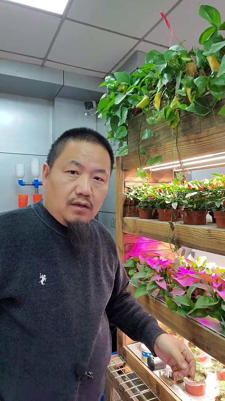 鱼菜共生基质二培 鱼菜共生
