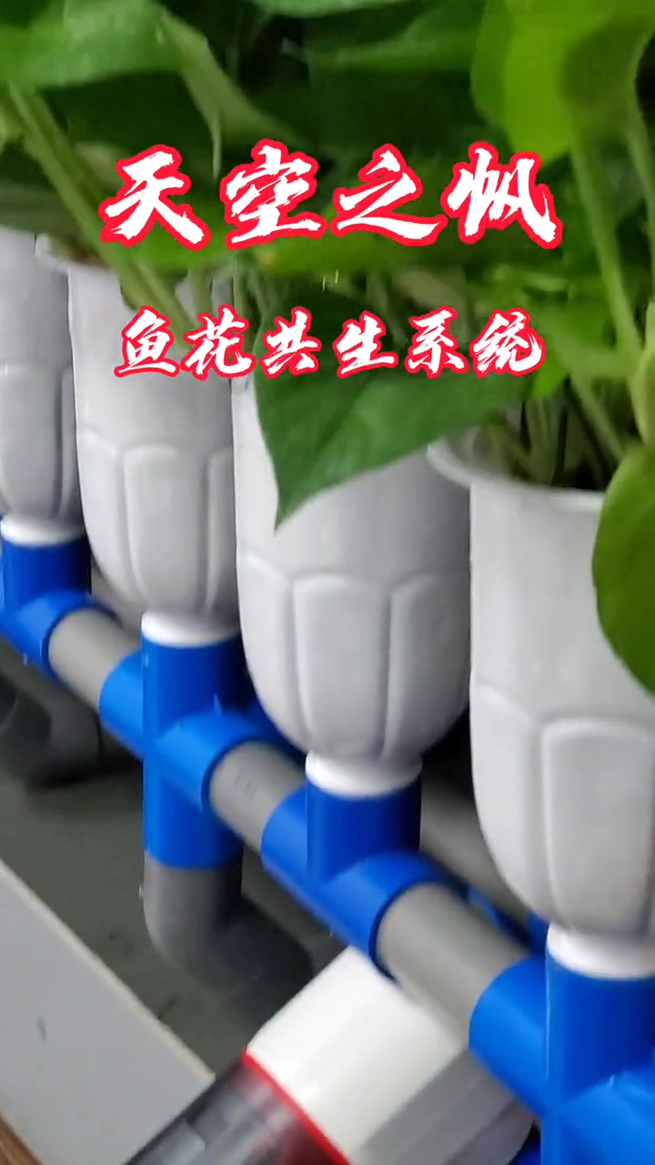 真正的鱼花共生系统,手版运行完美,期待标准产品问世!阳台鱼菜共生 鱼菜共生
