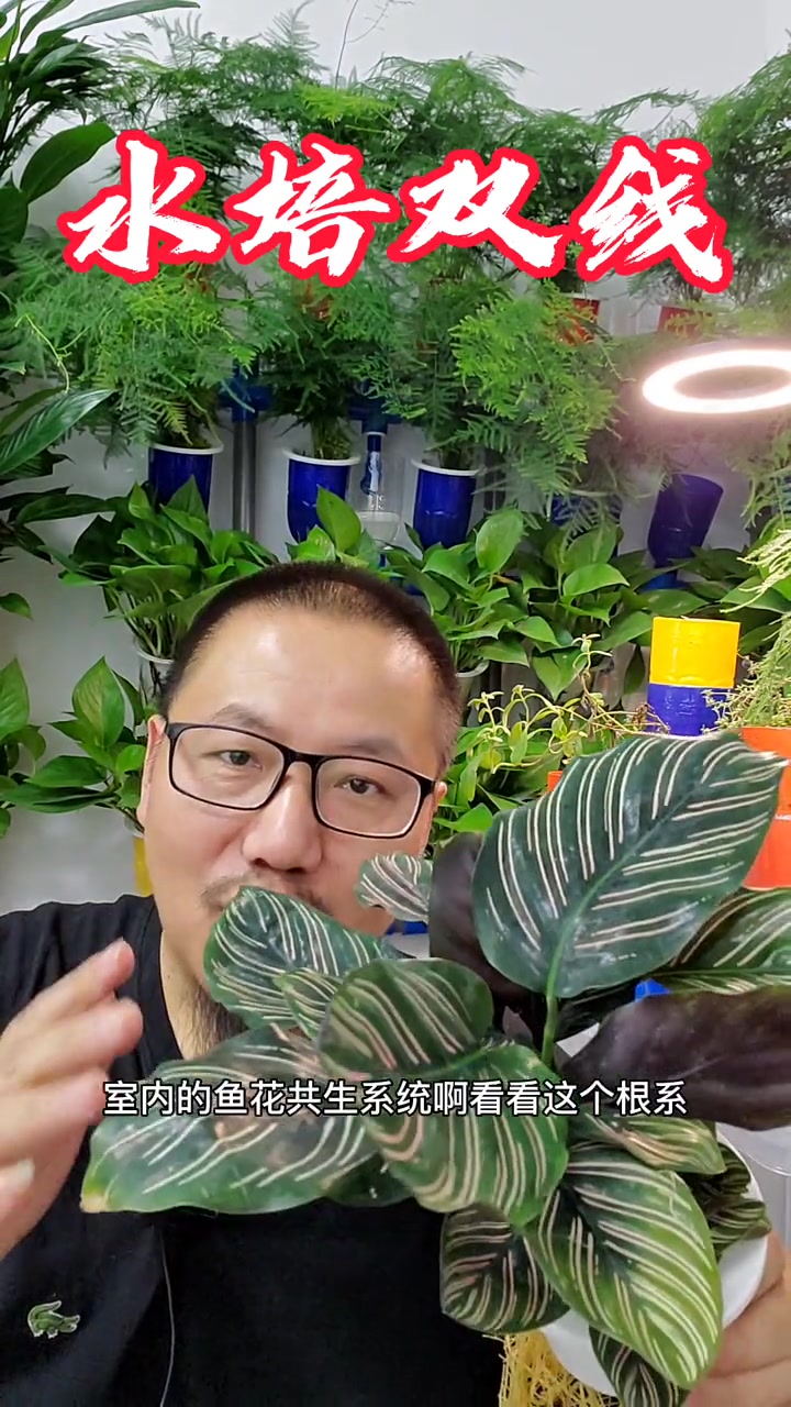 水培双线,想要的先关注,下周开播直接送 鱼菜共生 植物墙 水培