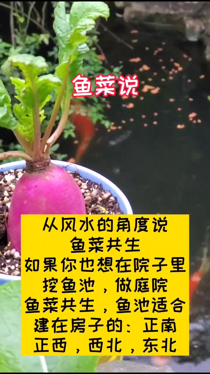 创作灵感 风水角度来说,鱼池宜建在房子的正南,正西,西北,东北