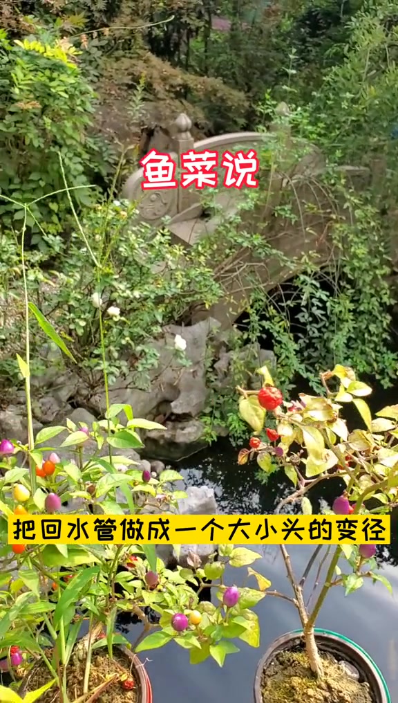鱼菜共生系统鱼池无动力增氧炮的效果 鱼菜共生 水培蔬菜