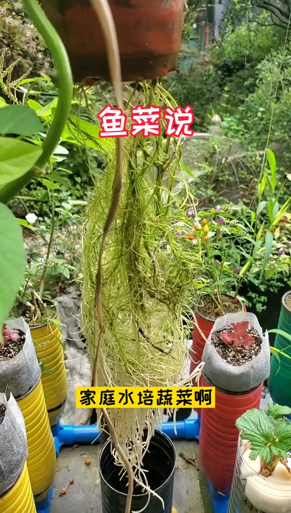 创作灵感 水培蔬菜 蹭热度 上热门 家庭水培蔬菜,你学会了吗?+小助手