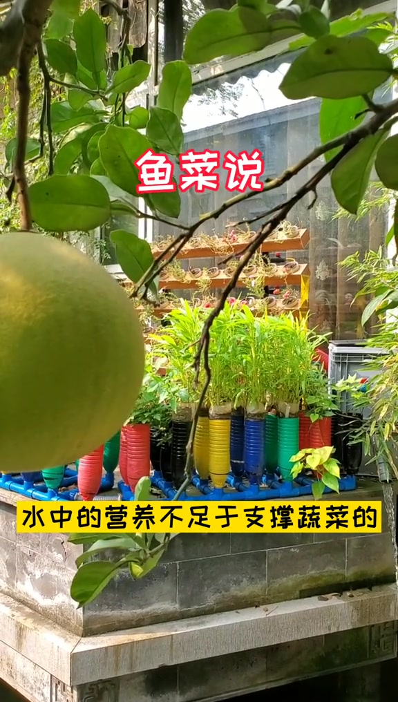 鱼菜共生基质二培中水生根和土生根的区别,你明白了吗?鱼菜共生