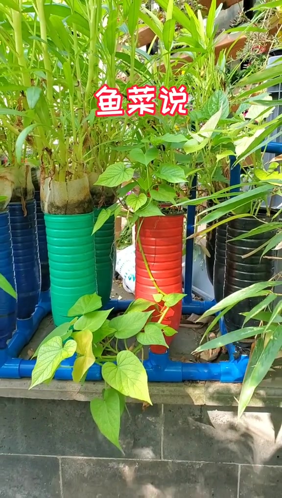 鱼菜共生潮汐系统中陶粒的选择,浮水陶粒优于沉水陶粒 鱼菜共生 陶粒