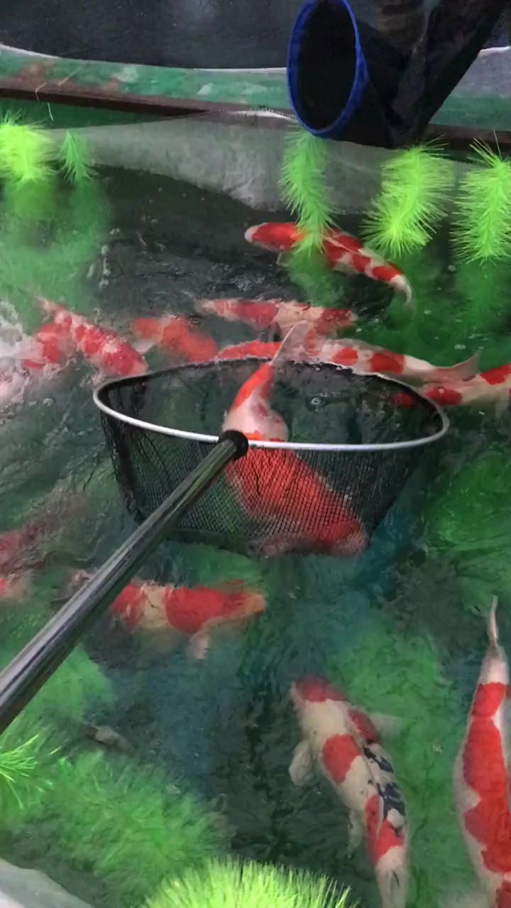 红鲫鱼产卵的视频。  