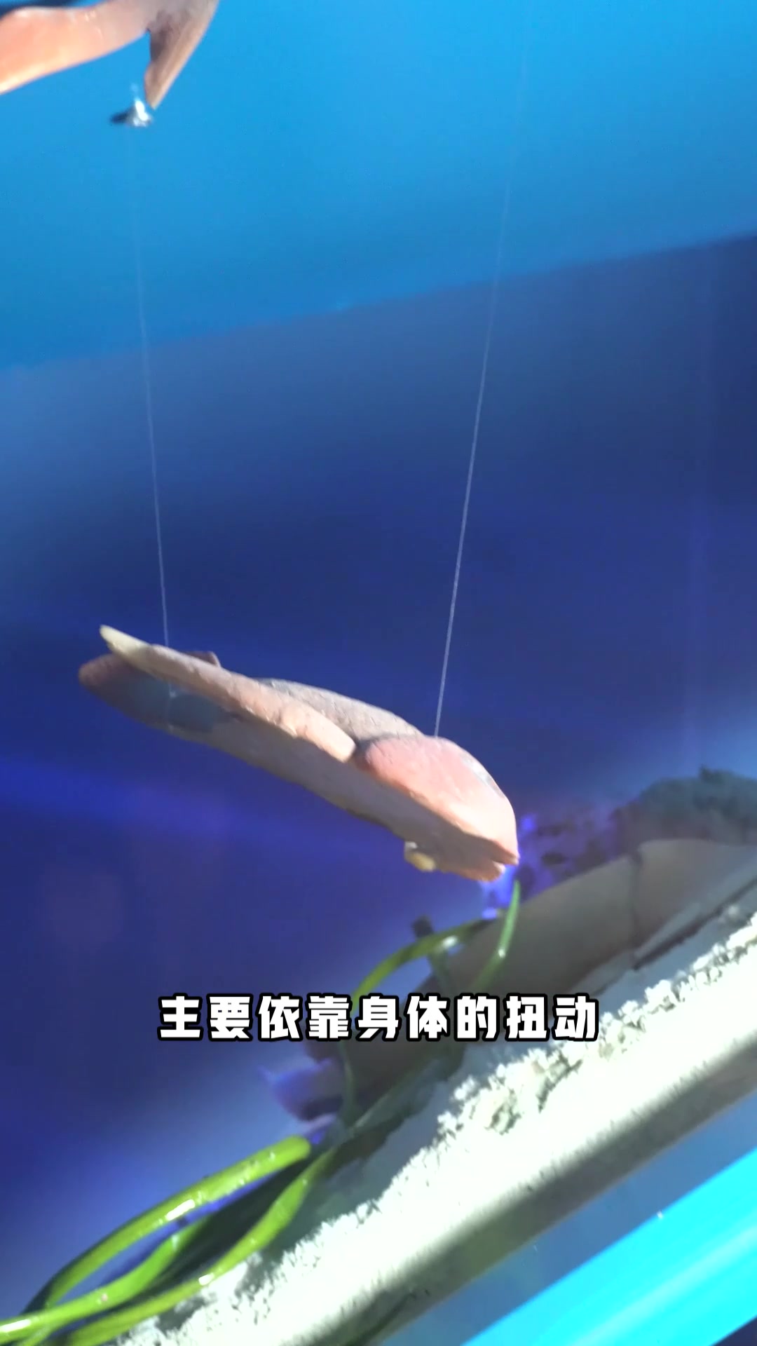 是真的没有下巴:无颌鱼