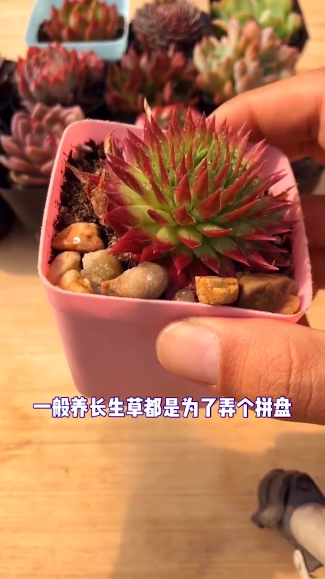 浅谈一下长生草,说说你的想法 一花一草一世界 多肉植物