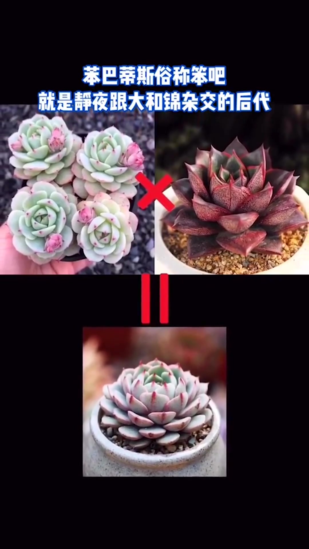 多肉静夜 伟大而美丽的多肉“母亲”多肉植物