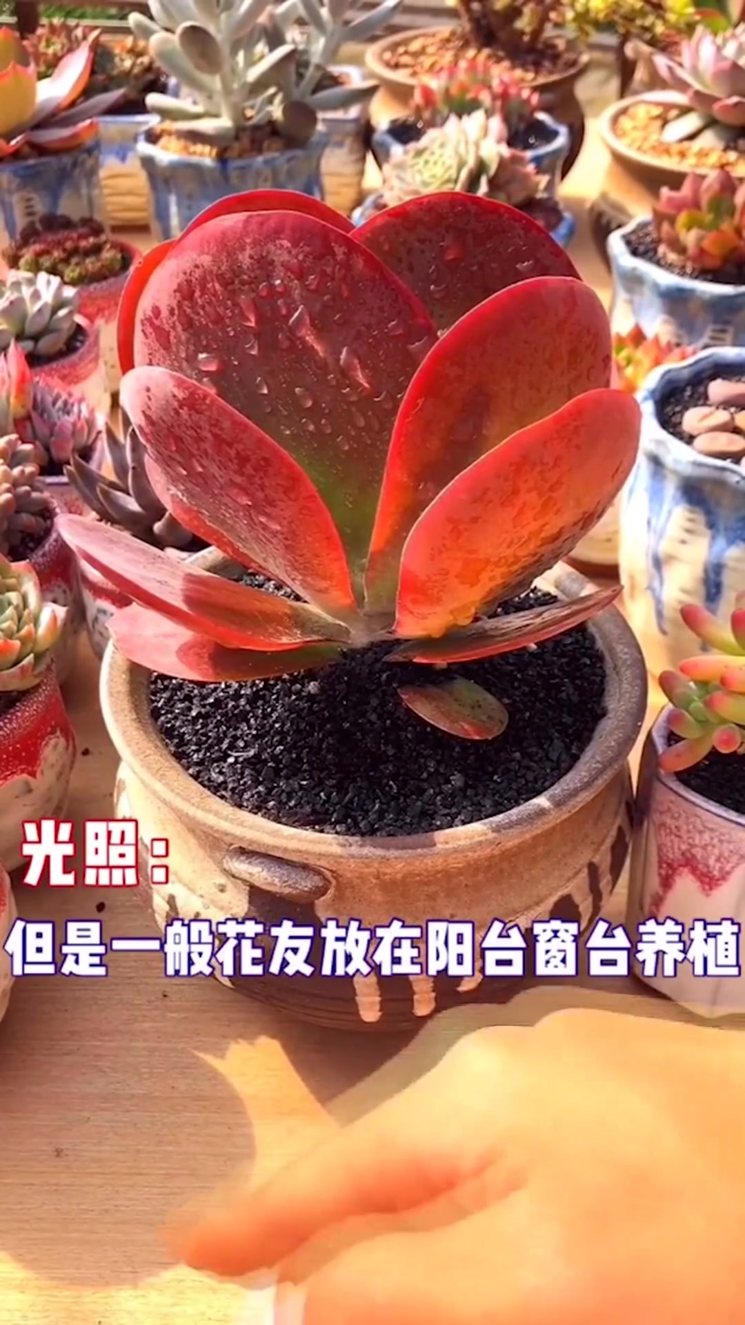 多肉出状态需要的因素有哪些 多肉植物种植