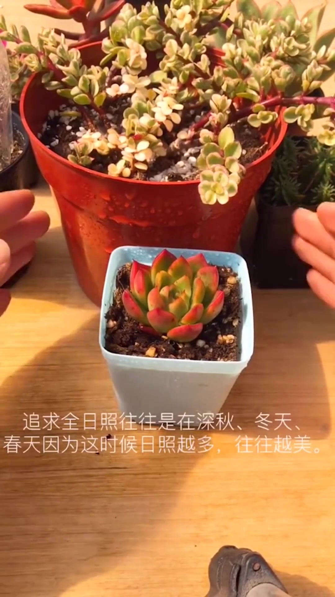 多肉养护 多肉植物全日照指的是什么?最美多肉