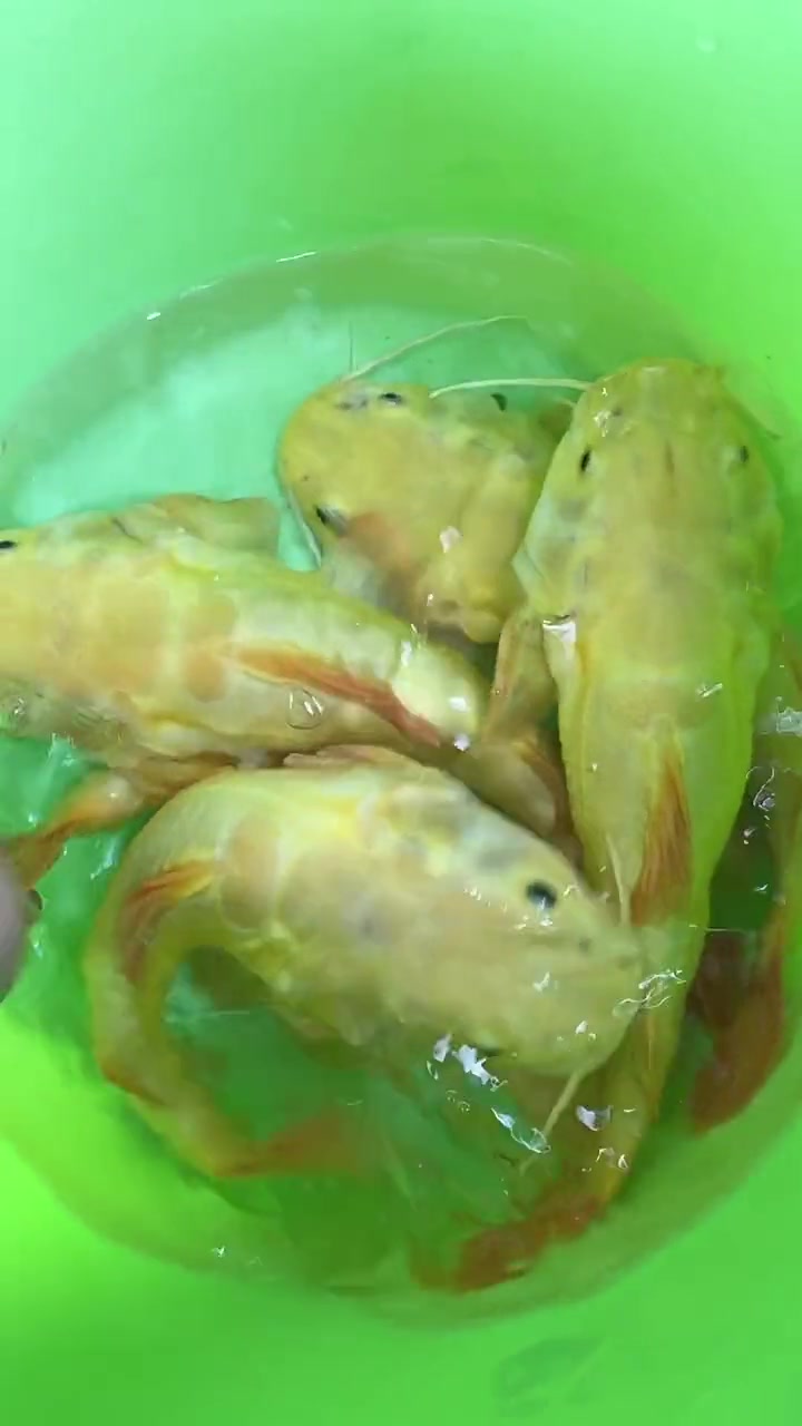 招财猫 观赏鱼 非常漂亮
