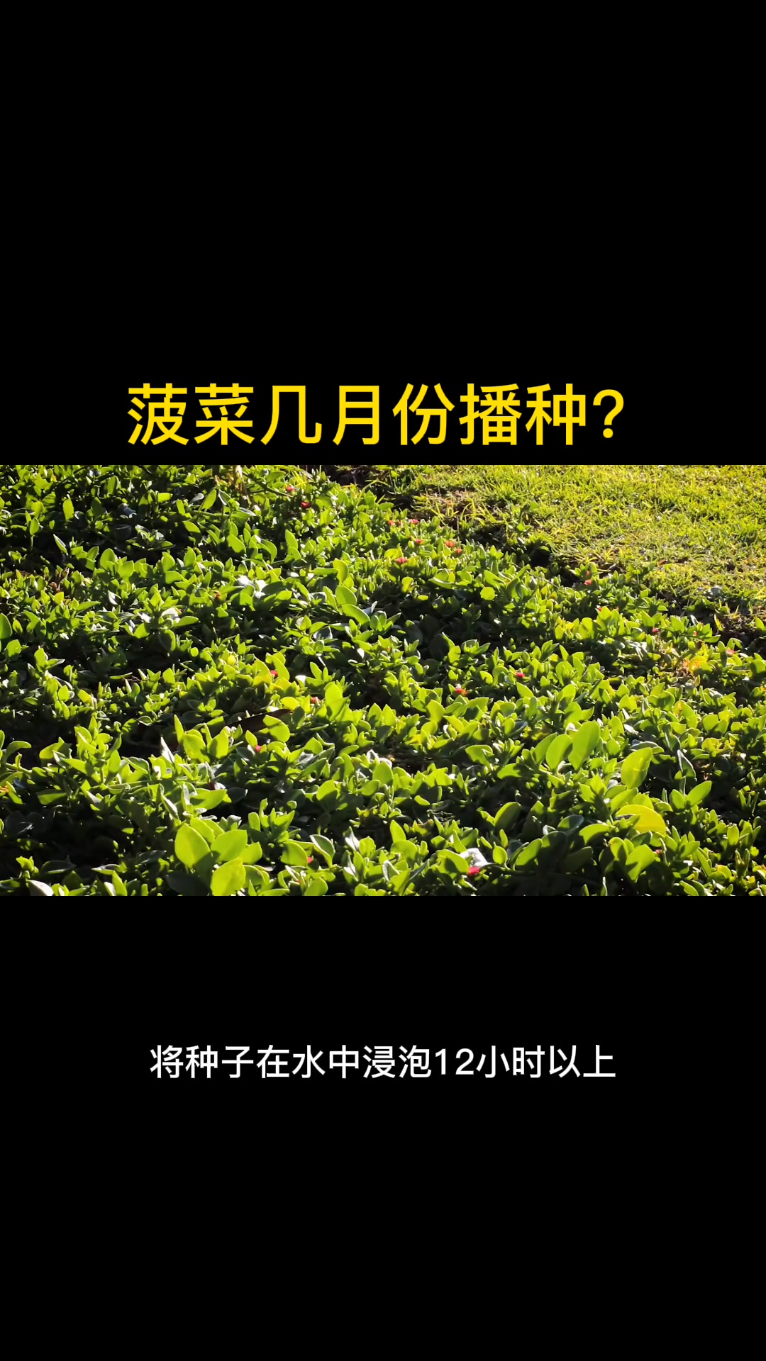 菠菜几月份播种?