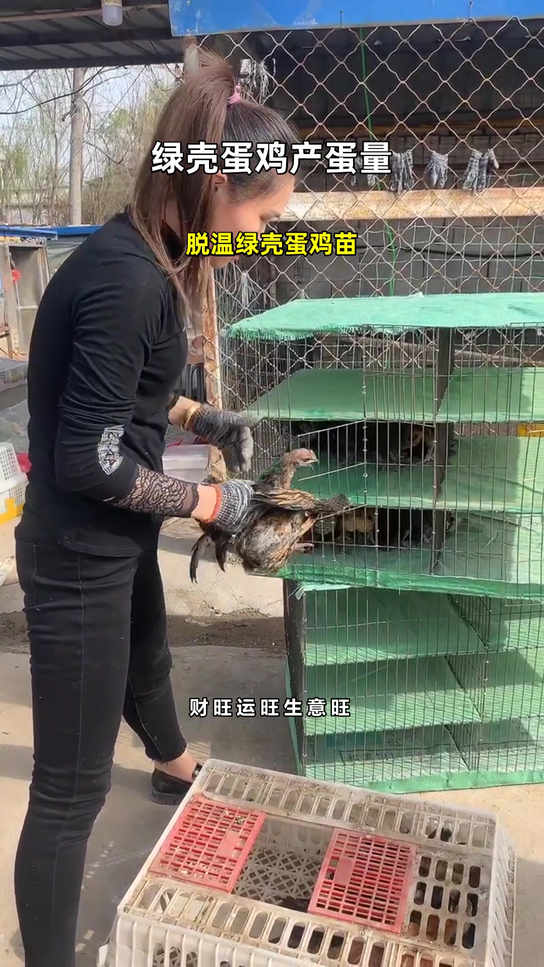 脱温绿壳蛋鸡苗