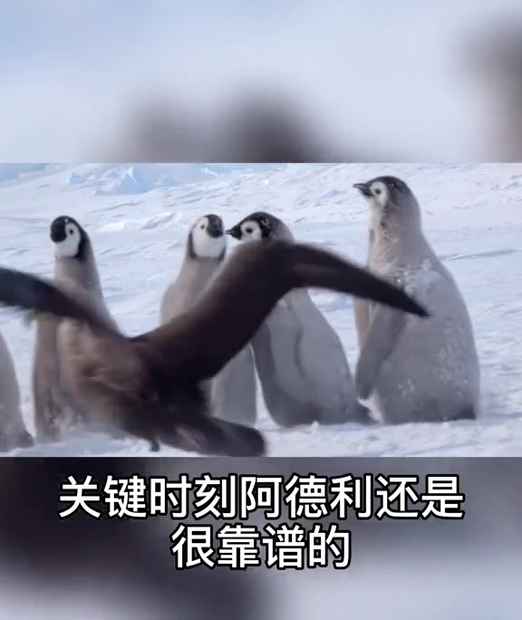 “重情重义”的阿德利企鹅,真是“好邻居啊”。