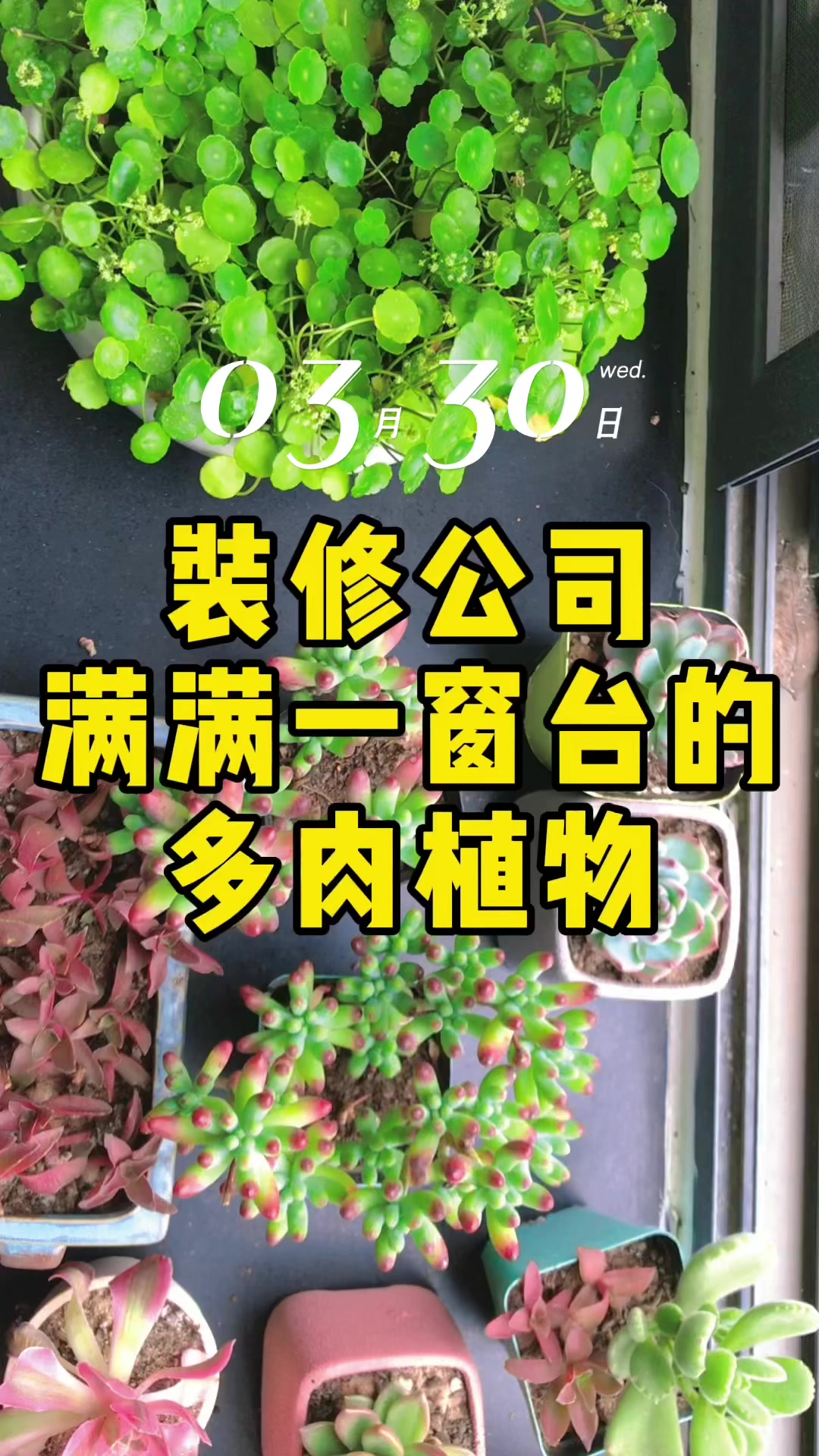 黄石装修公司满满一窗台的多肉植物瞬间被治愈