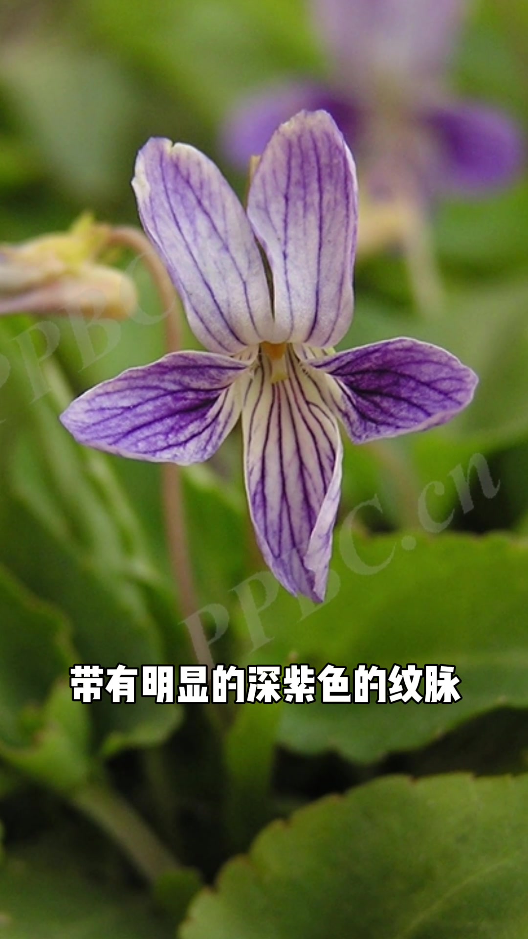 一分钟了解长萼堇菜和其紫花地丁区别