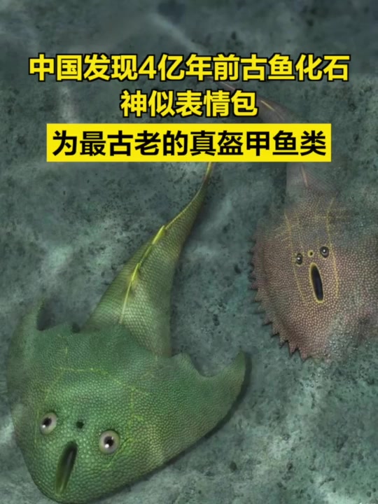中国发现4亿年前古鱼化石神似表情包,为最古老的真盔甲鱼类