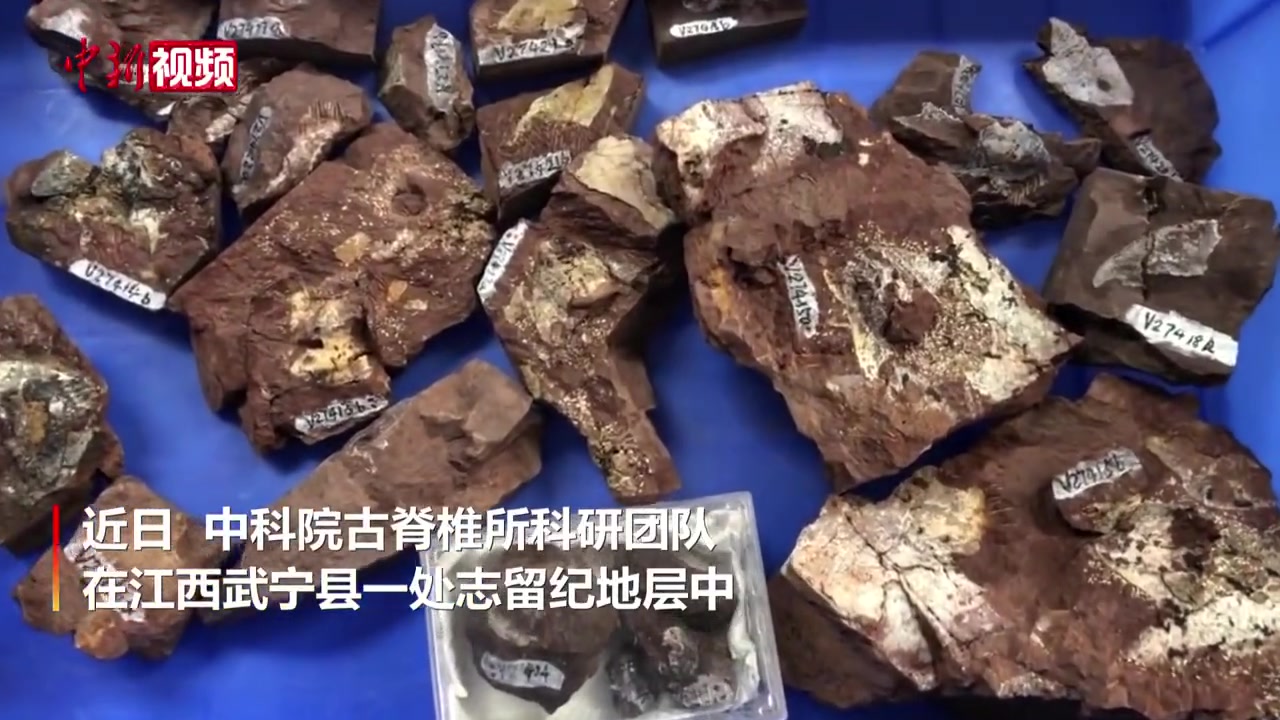 【我国发现迄今最古老真盔甲鱼类化石】4亿年前古鱼化石神似表情包 近日,中国科学院古脊椎动物