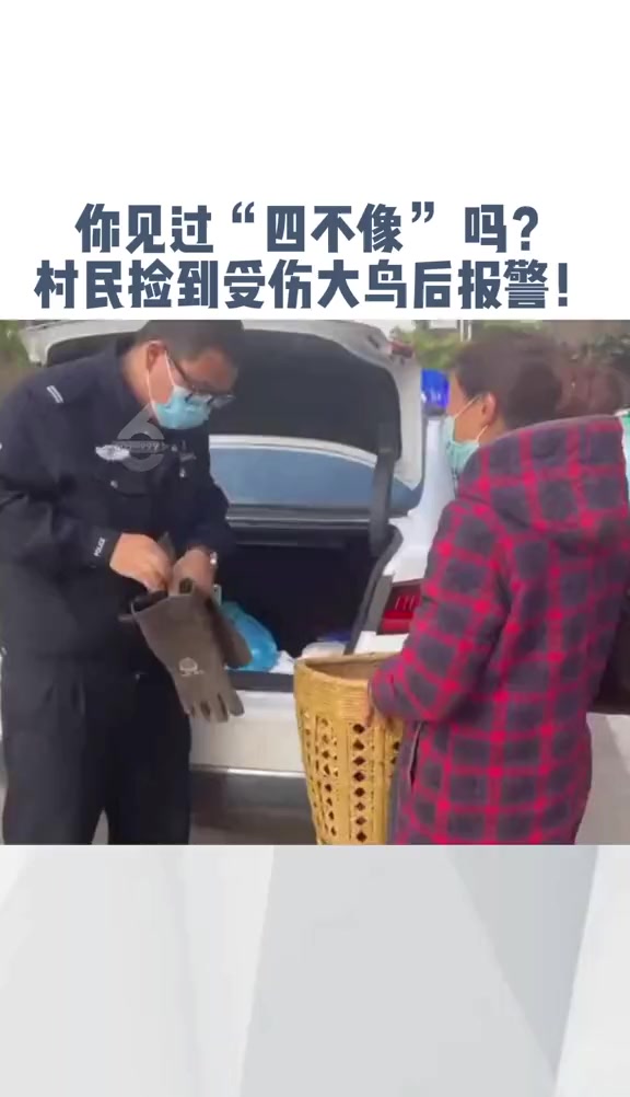 像鸟、像鸽、又像鸭。没想到最终它是一只白骨……保护野生动物