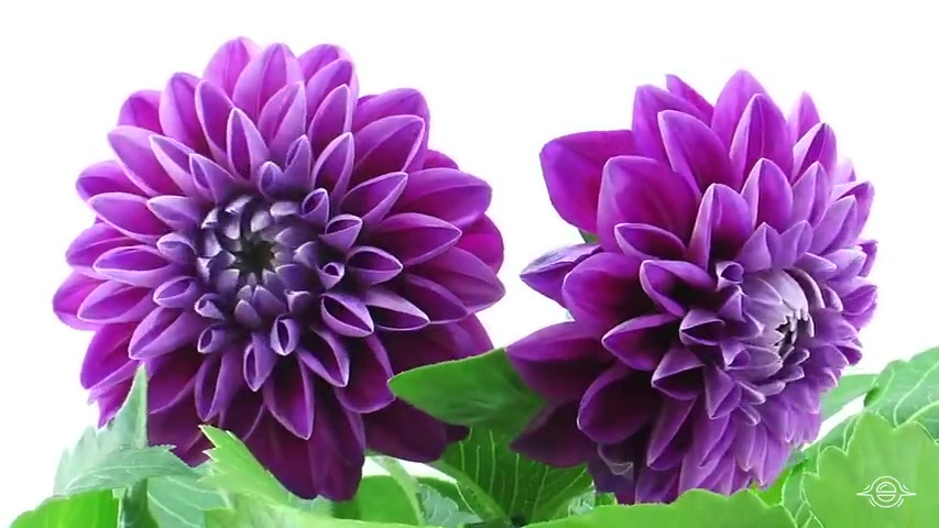 #安徽旌德油菜花梅花竞相绽放#【#花开瞬间好治愈# 】延时摄影记录花开瞬间,好美好梦幻 