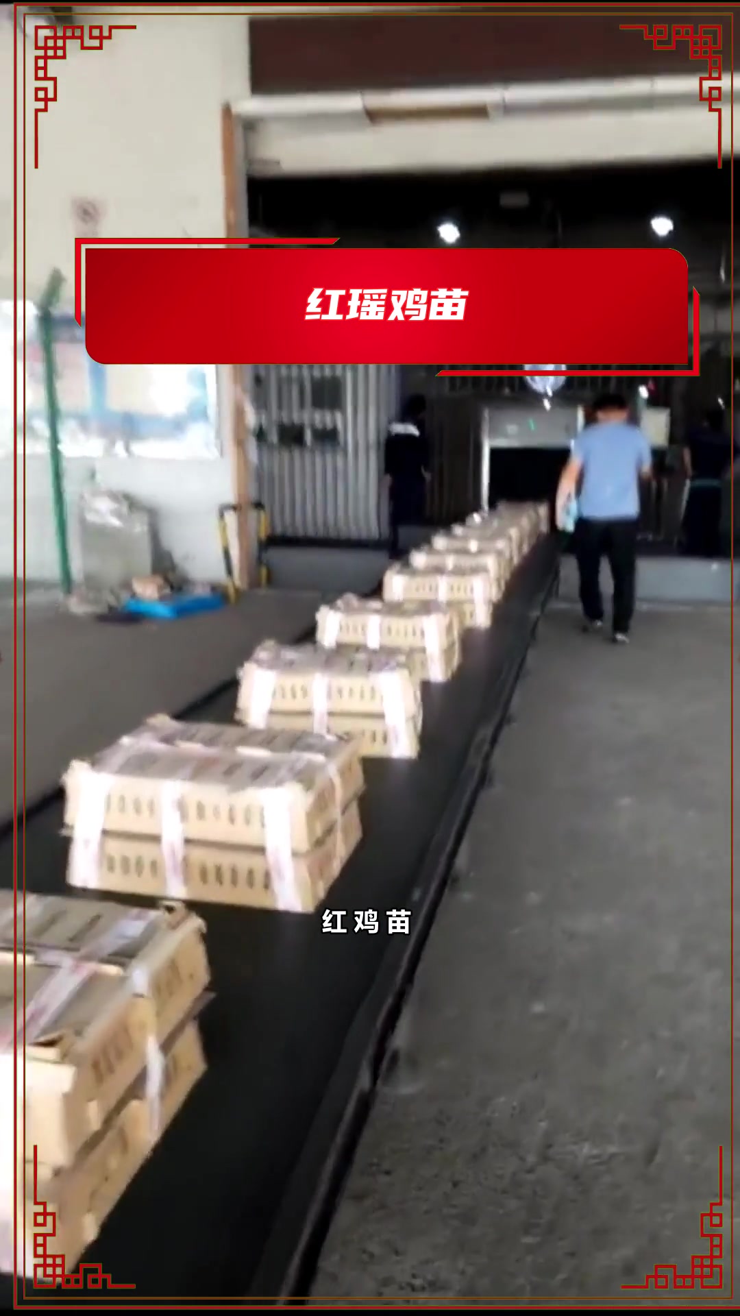 什么样的红鸡苗适应散养吗?