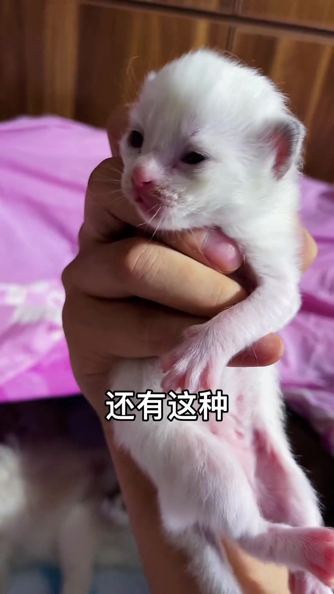 这种小猫咪,你们喜欢吗?猫 小奶猫的成长日记 布偶猫 铲屎官和他的主人