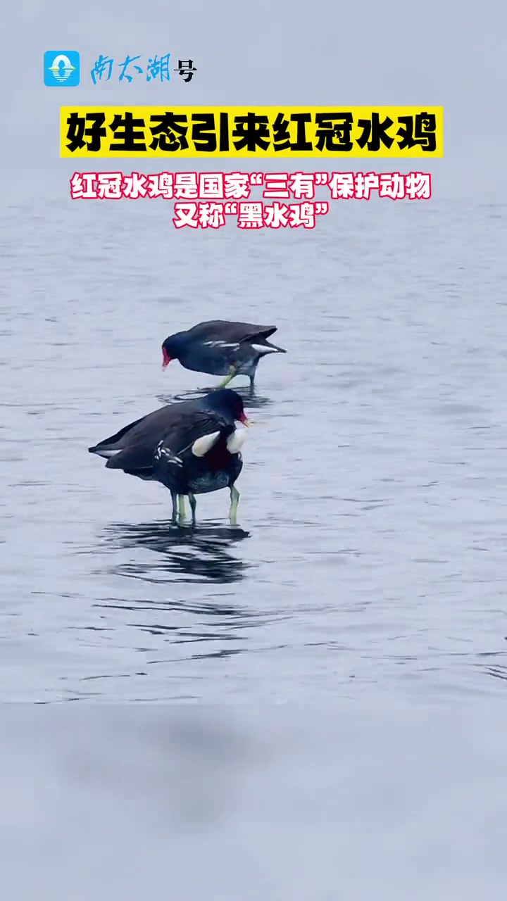 湖州德清好生态引来红冠水鸡(记者:谢尚国 制作:徐文婷)@美丽浙江 美丽湖州 生态好