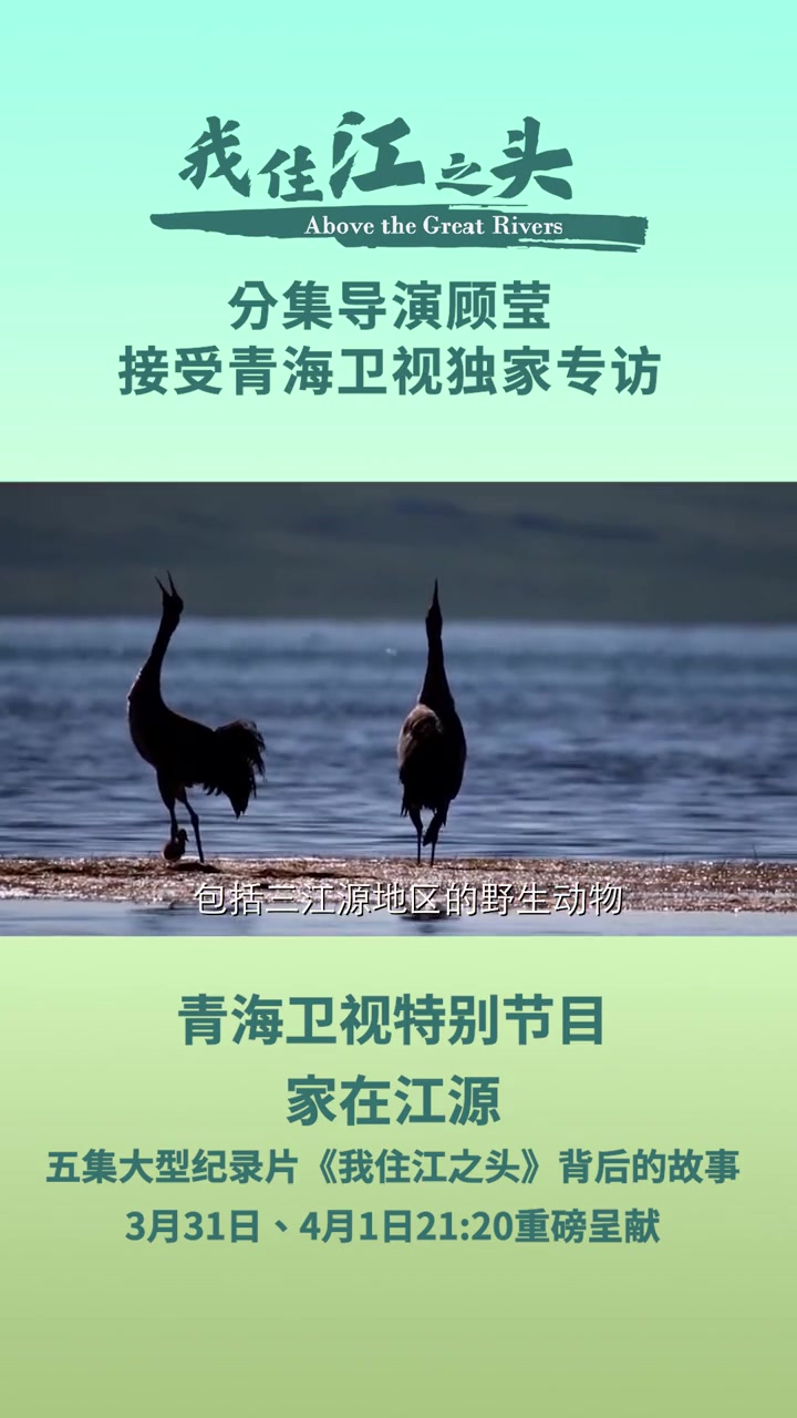 我住江之头 分集导演顾莹接受青海卫视独家专访!青海卫视特别节目 家在江源 五集大型纪录片《