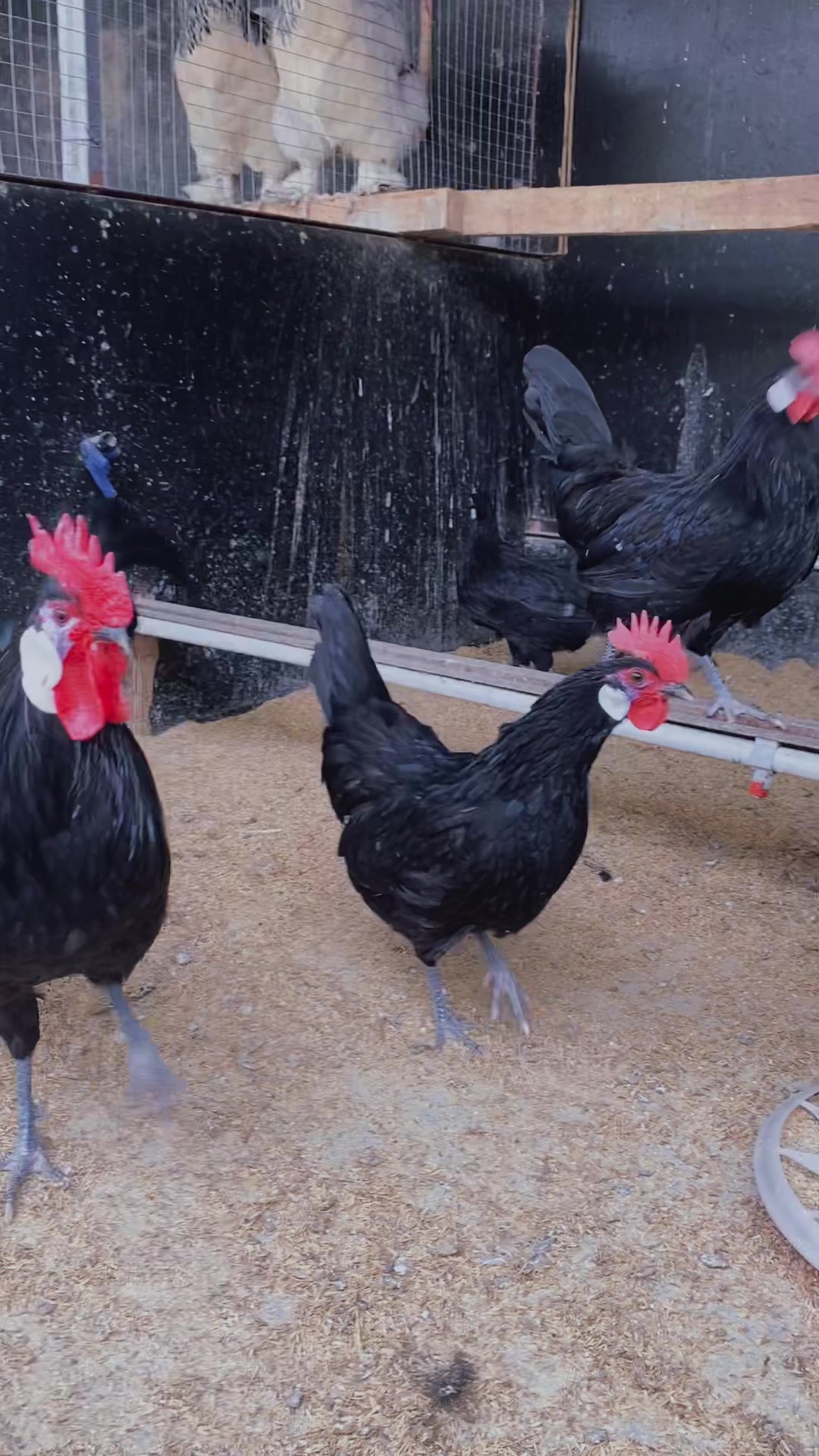 西班牙鬼面小丑鸡