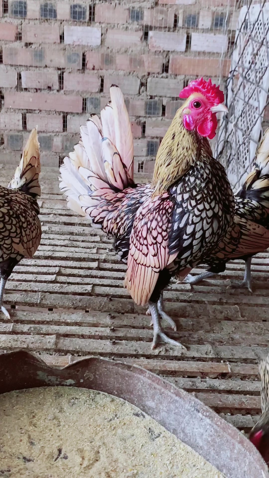 双冠小体波澜鸡,能当宠物养