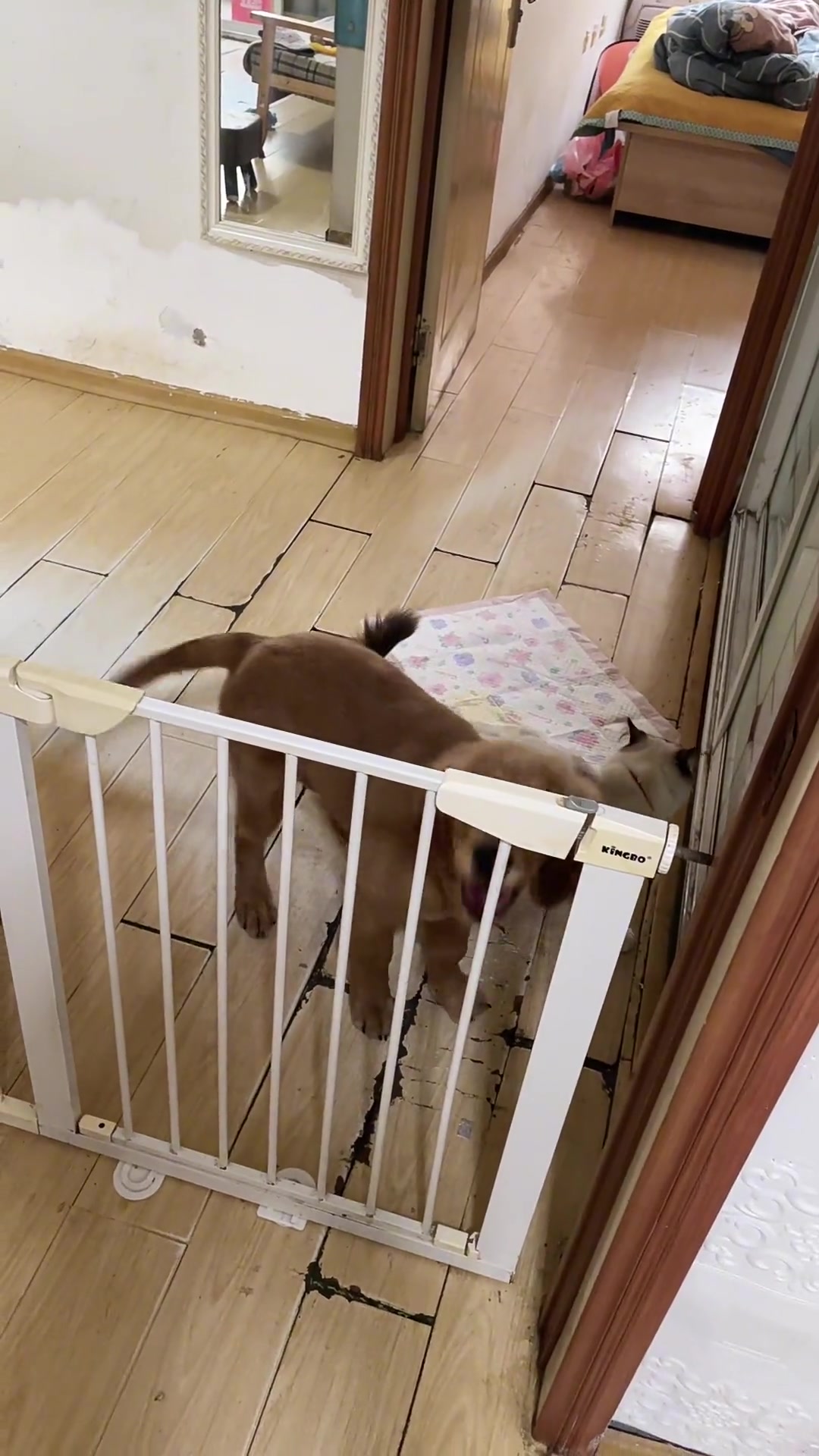 只要它出声音了,给肉干奖励。最后就是反复n次