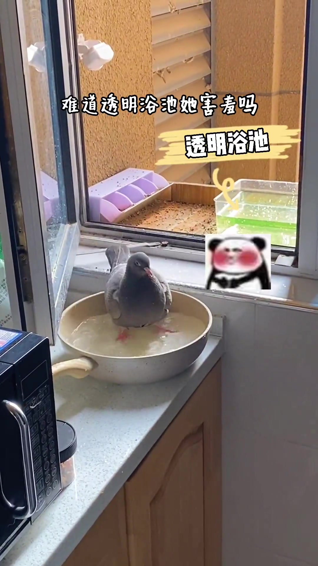 感谢母鸽子的精彩表演!就是汤稍微有点不入味 奇妙的动物 炉石传说 金狮闹新春