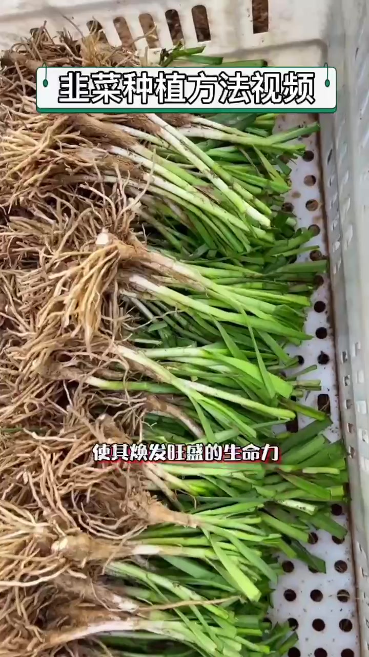 韭菜种植方法视频